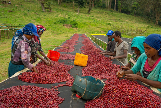 A Natural Coffee Experience | Akmel