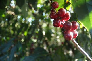 New Crop Daterra