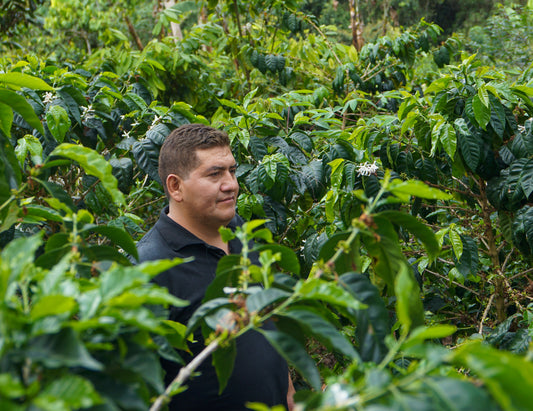 Our first coffee from Peru | Going to a new origin