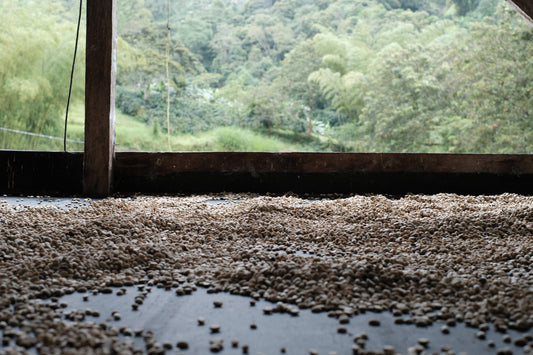 Coffee beans drying